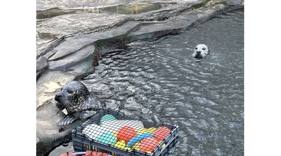 Projet Métamorphose pour Océanopolis